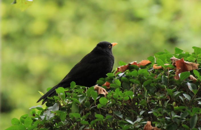 Blackbird Bush Coimbra Bird