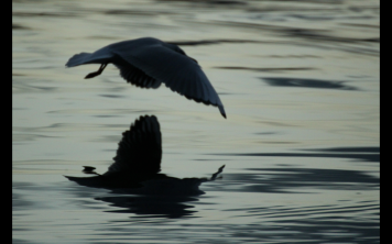 Seagull Swooping Flight