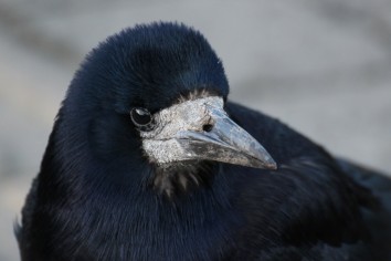 Crow-Bird