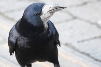 Crow-Irish-Bird