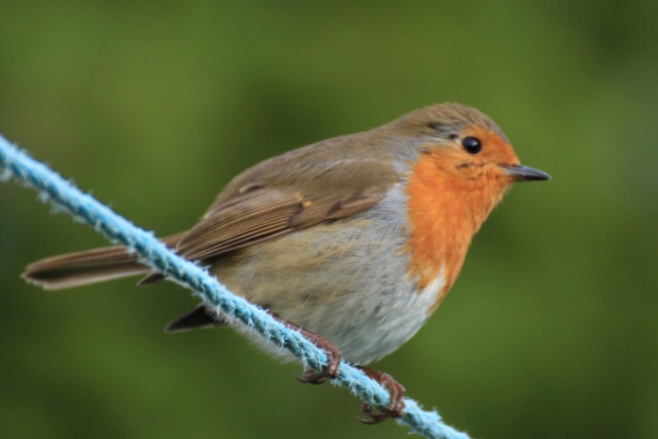 Ireland-Robin-Bird