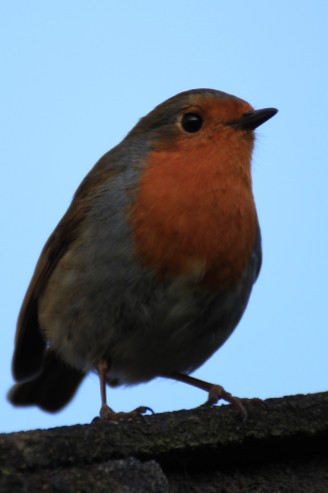 Robin-Bird-Ireland