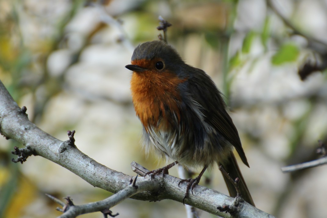Robin-Bird-Irish