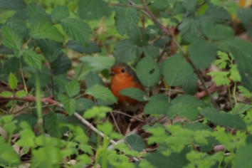 Robin-Hiding-Irish