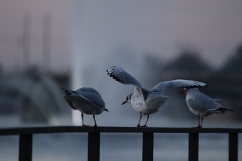 Seagull-Feathered-Friends