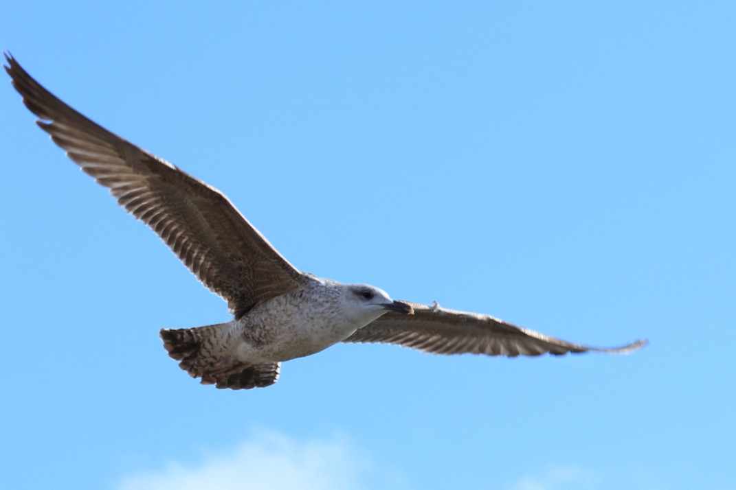 Seagull-Wingspan