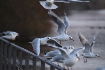 Seagulls-Flock