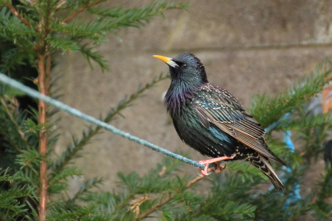 Starling-Plumage-Feathers