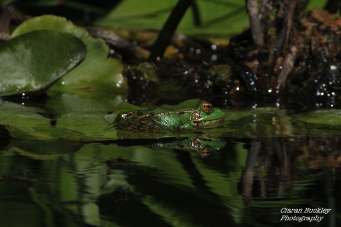 Frog-amphibian