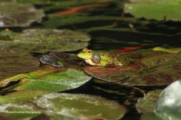 Frog-amphibian