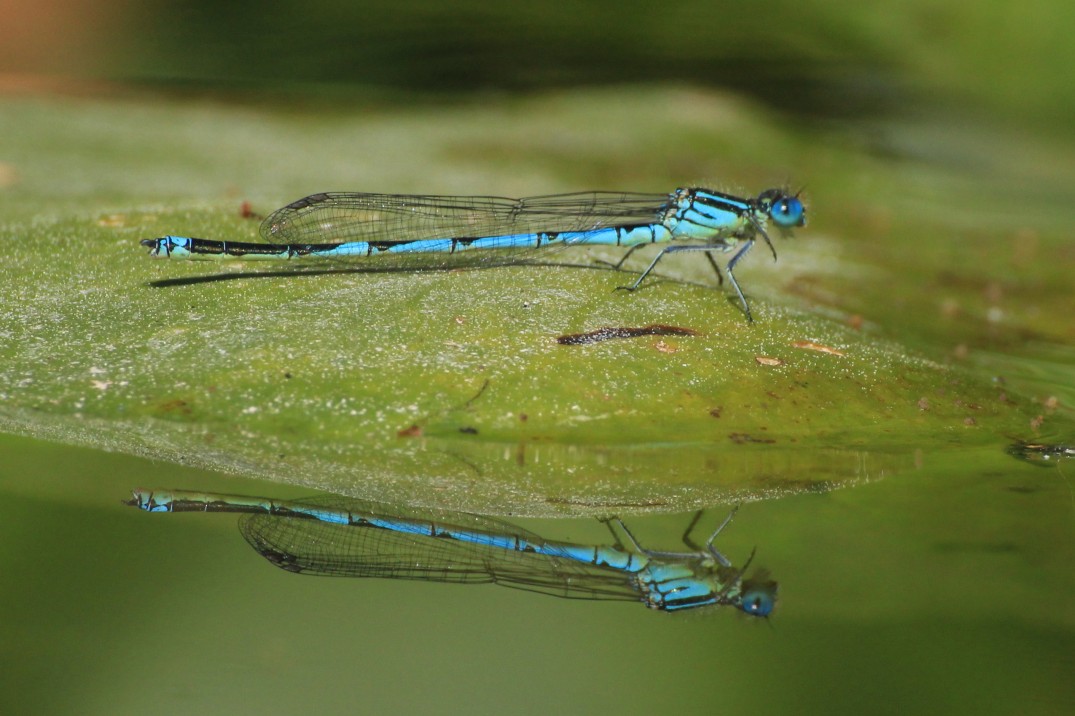 Blue_Dragonfly