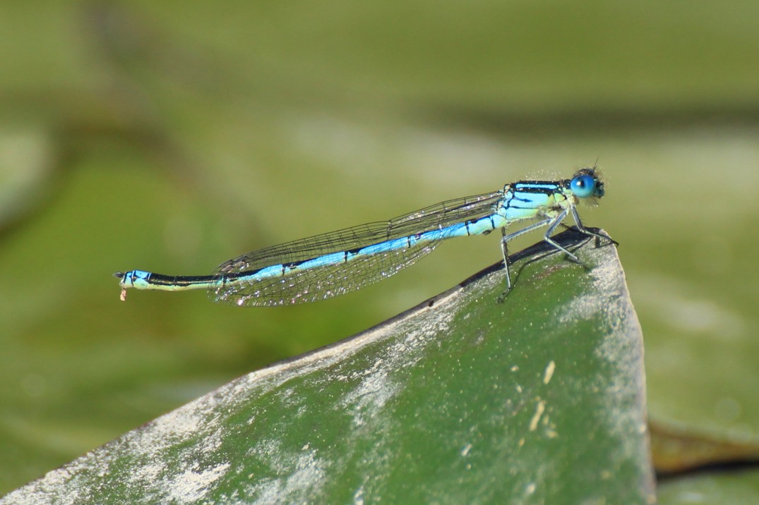 Blue_Dragonfly_Perched