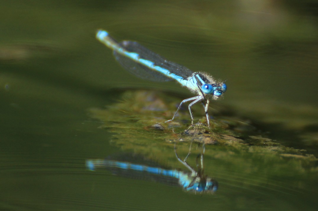 Dragonfly_Blue