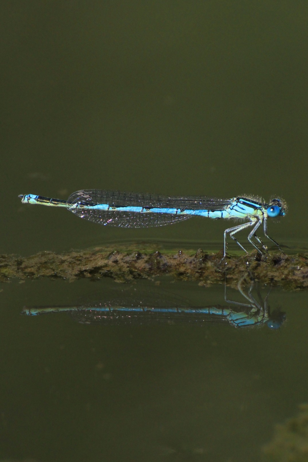 Dragonfly_Blue_Portrait