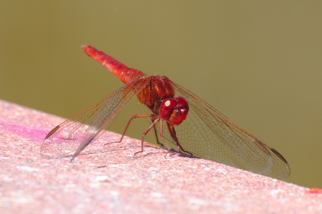 Dragonfly_Red