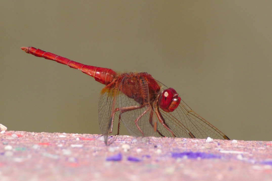 Dragonfly_red_