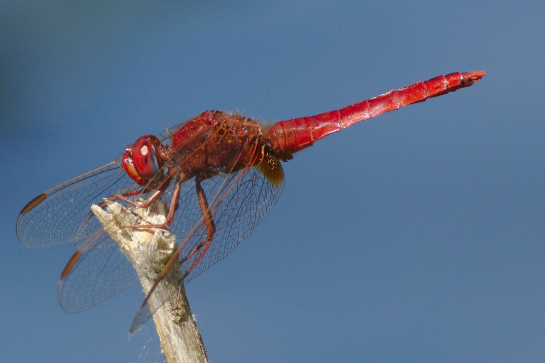Dragonfly_red_Perched