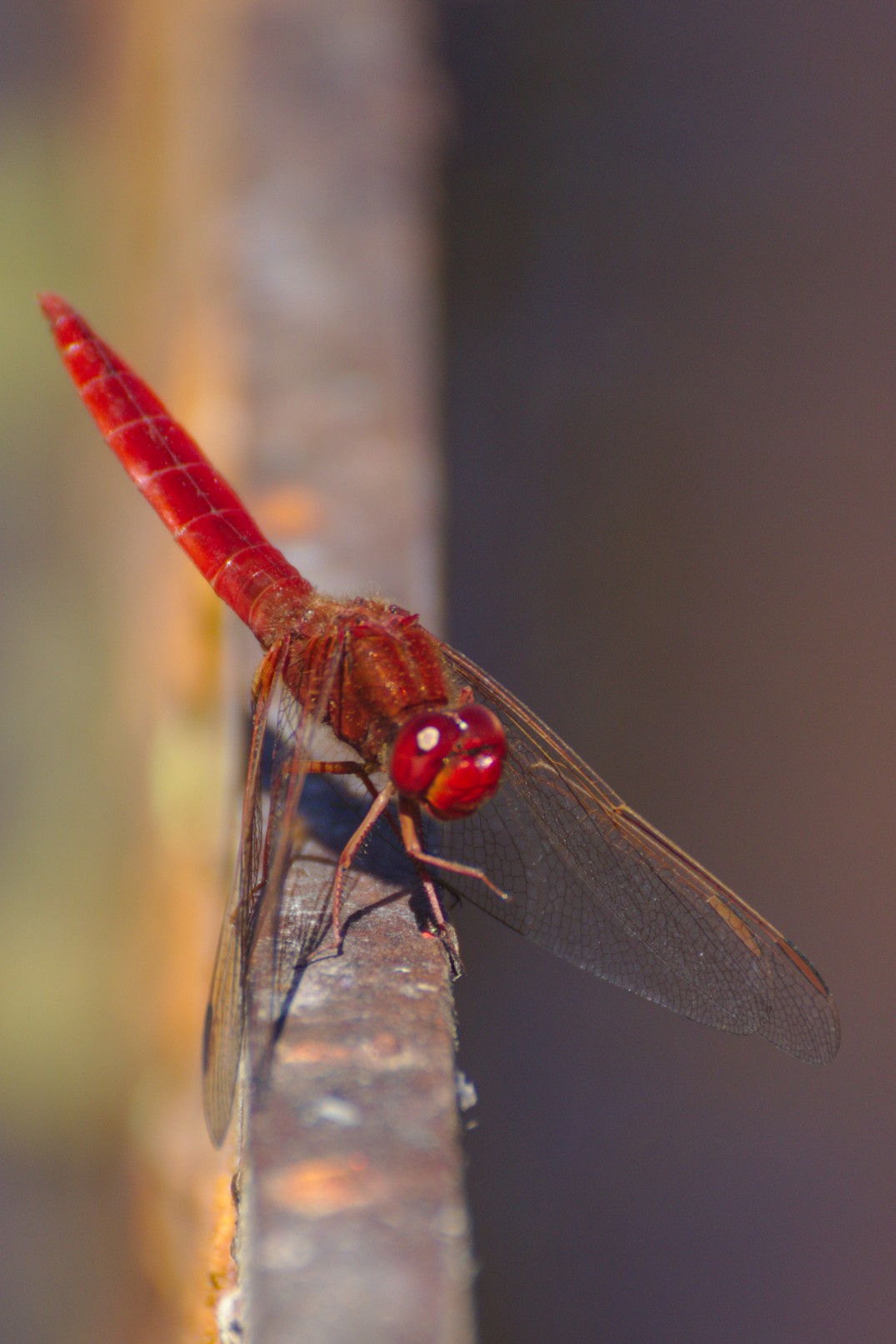 Perched_Red_Dragonfly
