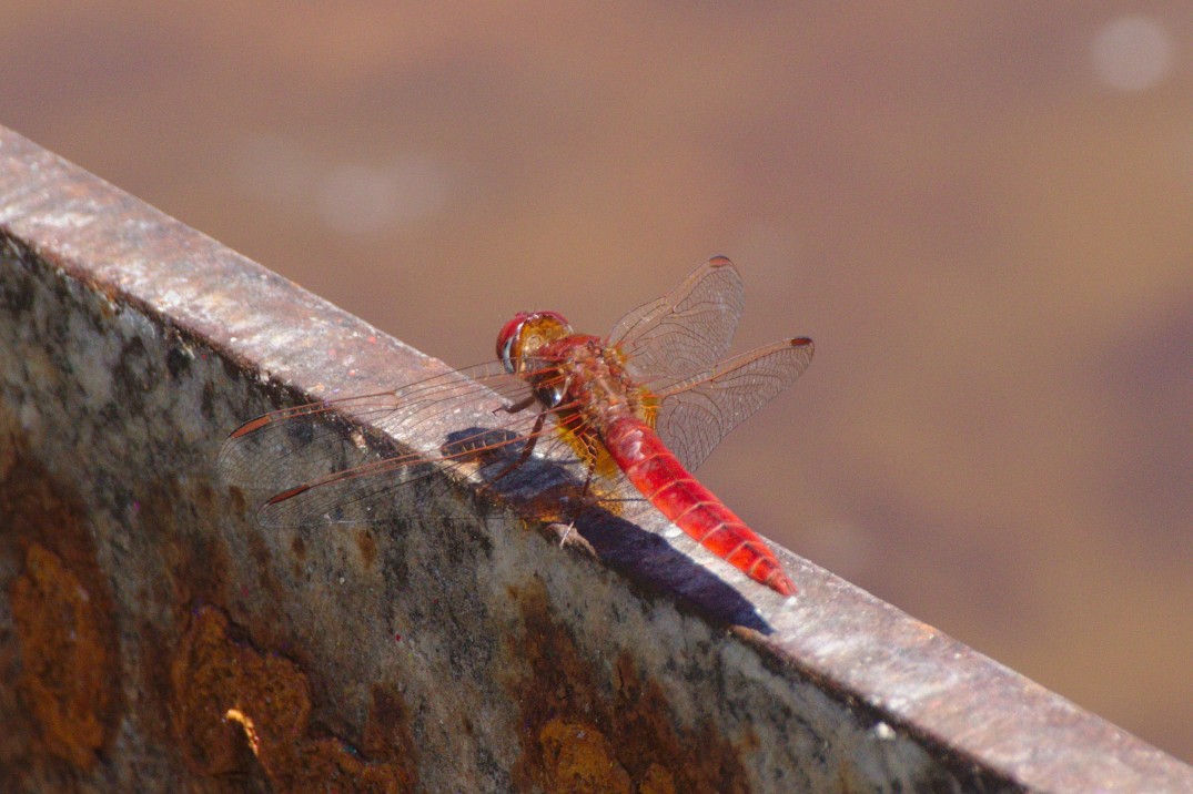 Red_Dragonfly