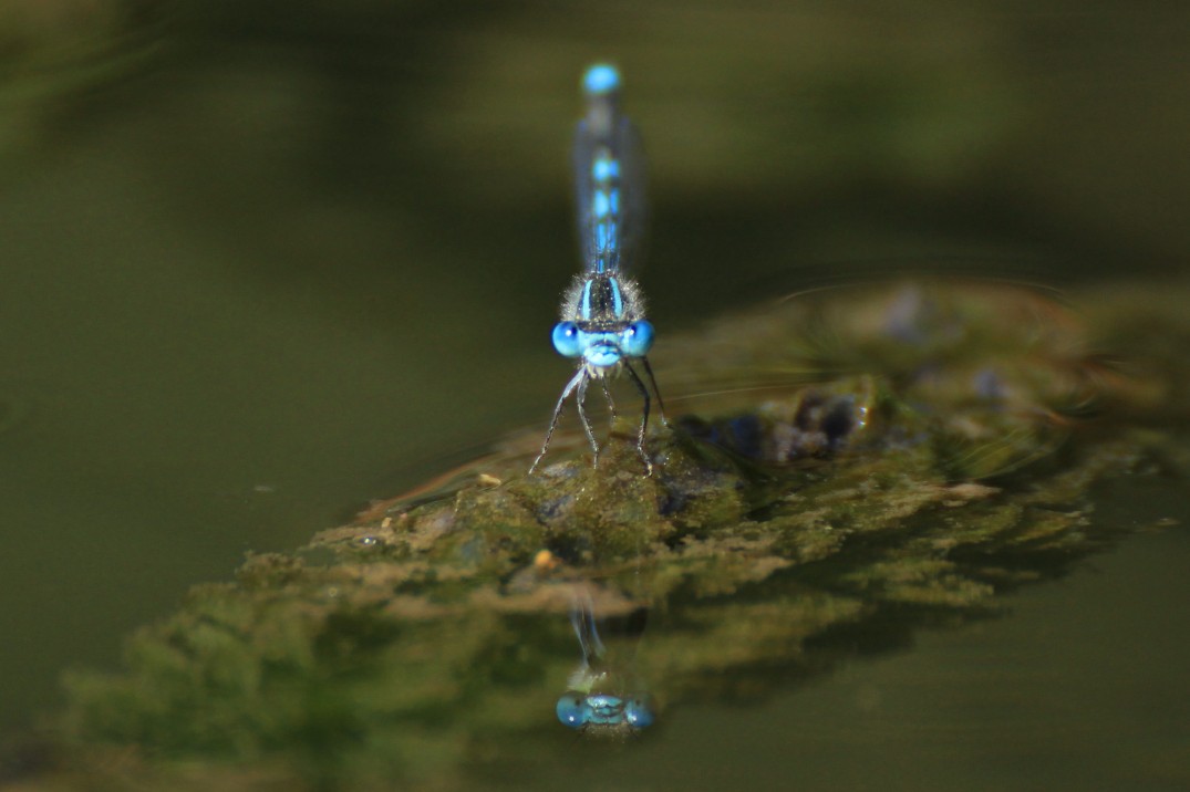 Reflection_Dragonfly_Blue